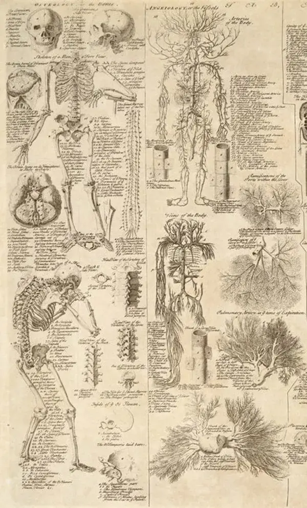 morbidanatomy.blogspot.com