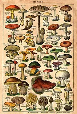 mycologistkat.wordpress.com