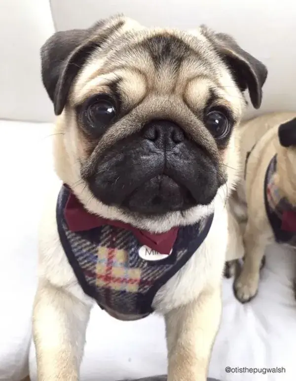 www.thepugdiary.com