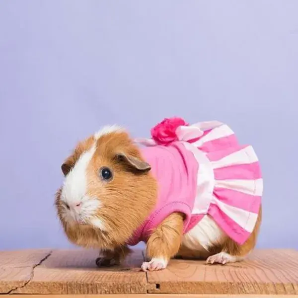 guineapiggies.tumblr.com