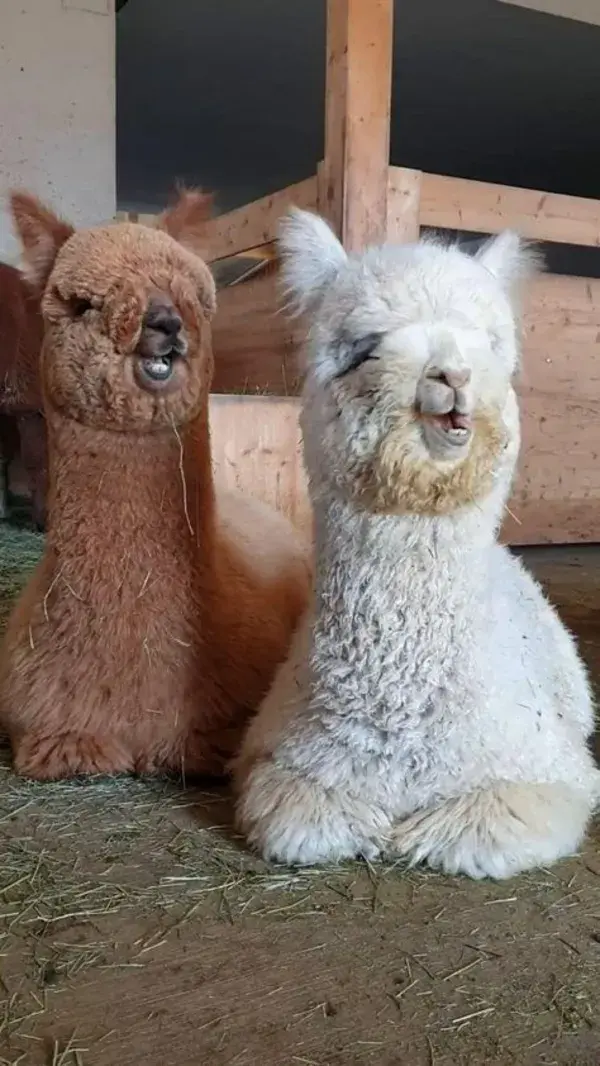 www.inkari-alpaca.com