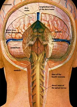 scientificillustration.tumblr.com