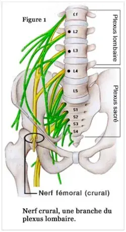 chirosud.com