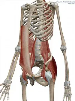 www.yoganatomy.com