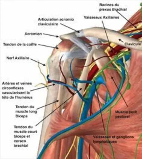 chirurgie-epaule-fontvert.fr