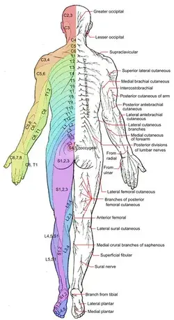 derangedphysiology.com