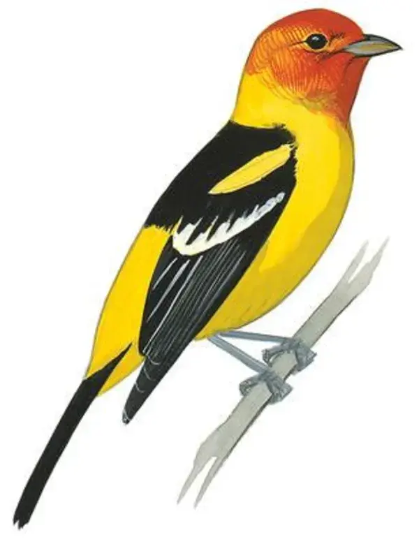 www.audubon.org