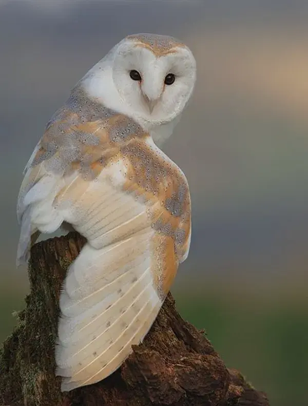 www.barnowl.co.uk