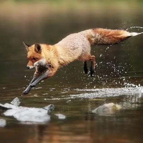 everythingfox.tumblr.com