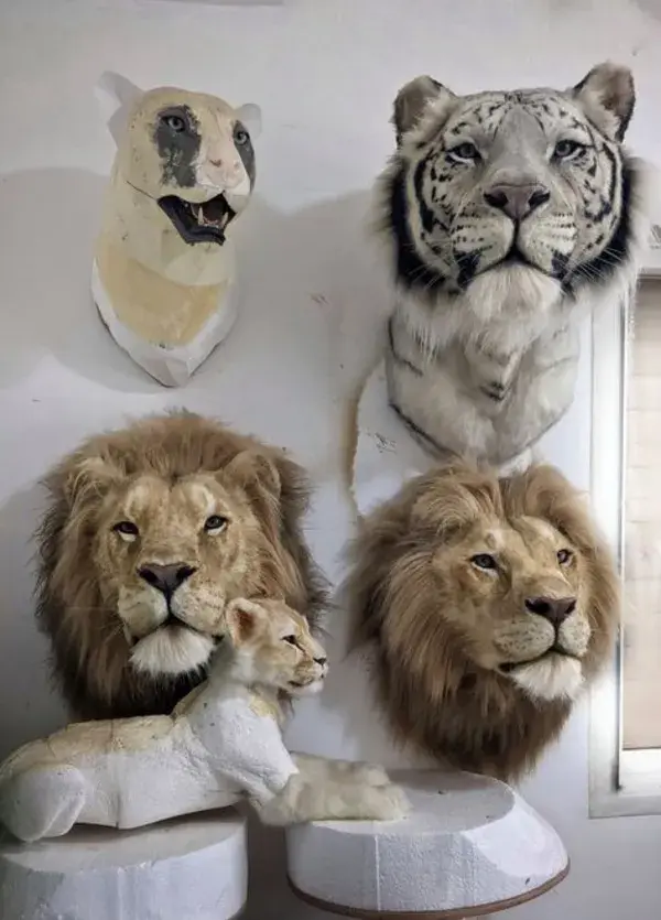 www.animal-replicas.com