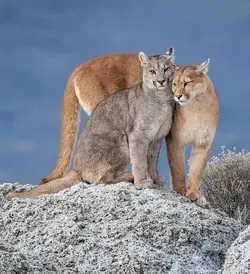 beautiful-wildlife.tumblr.com