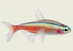 www.tropicalifish.com