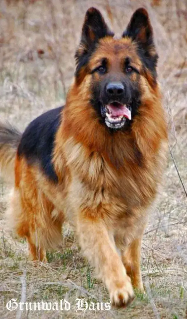 longcoatgermanshepherddog.com