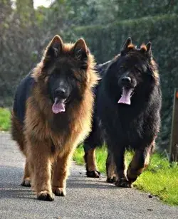 germanshepherdshop.com