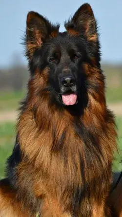 germanshepherdplanet.org