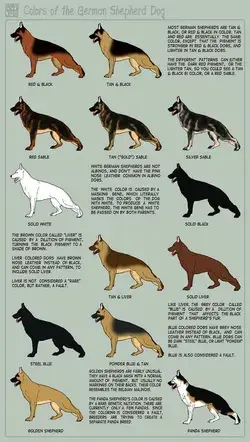 www.germanshepherds.com