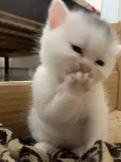 cute-cat-and-video.blogspot.com