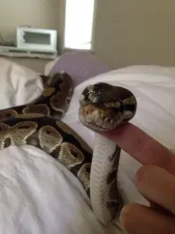 adorablesnakes.tumblr.com