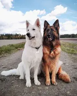 germanshepherdshop.com