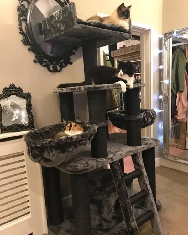 cattree.uk