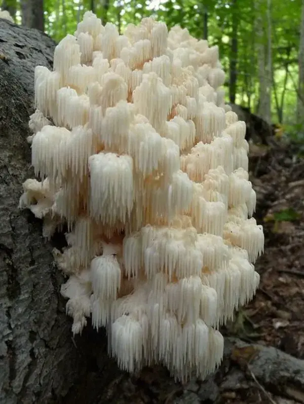 majesticmushrooms.tumblr.com