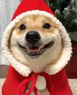 🎄🎄🎄🐶