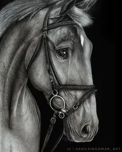Horse Charcoal Drawing