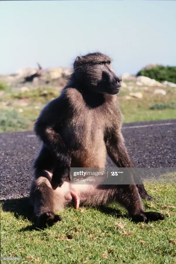 www.gettyimages.com