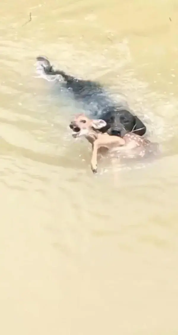 The dog saved the deer from drowning