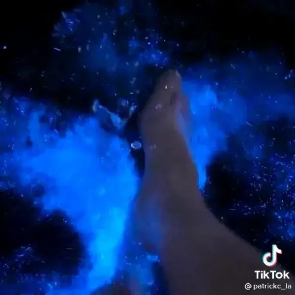 Bioluminescence in Florida