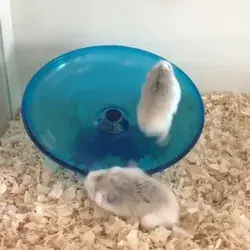 Pet Hamster Flying Saucer Exercise Running Disc