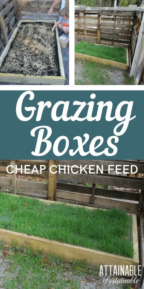 Lower Chicken Feed Costs with DIY Grazing Boxes