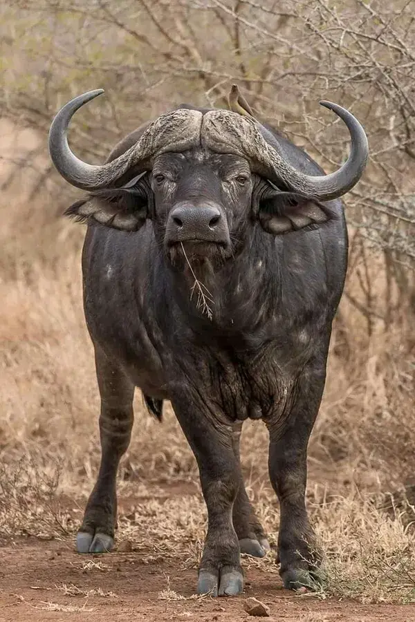 Admire the Grace of African Buffalos: Get Facts in Video - animal tattoo nature wallpapers aesthetic