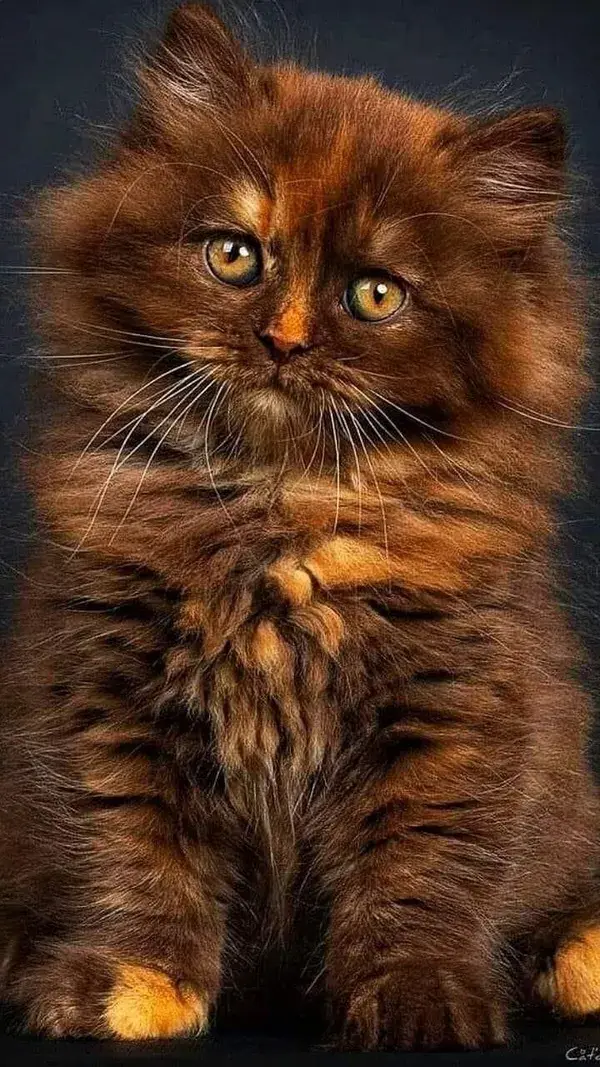 Most beautiful cat in the world 2023 for sale the most beautiful cat in the world coby most beautifu