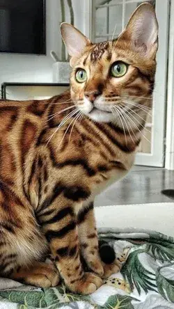 Toyger Cat, Bengal Cats