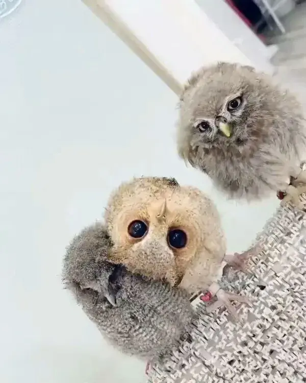 Which one is the cutest here?