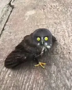 Terrible Owl Look