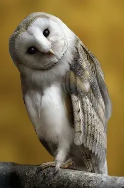 Get to Know the Majestic Owl: Watch Video Now - Birds Animals Nature Aesthetic Wallpaper photography