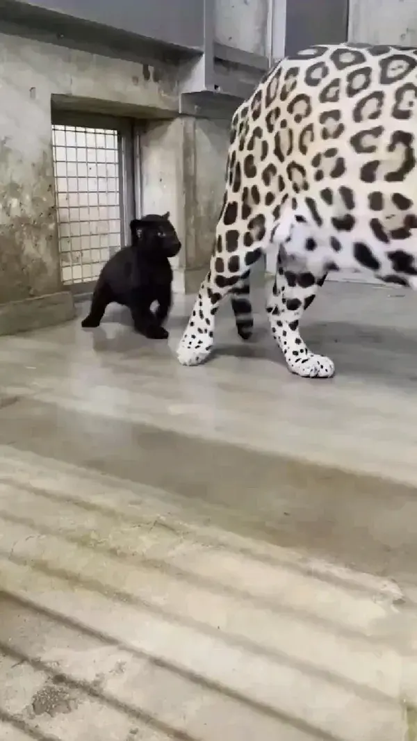 White Leopard & Cat Funny Video