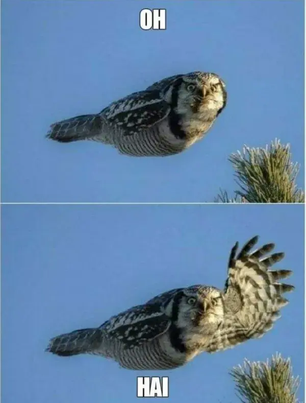 25 Cute Owl Memes to Brighten Your Day
