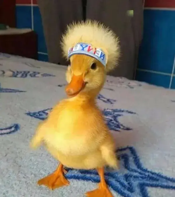 Cute duck