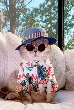 Abandoned Cat Finds A New Home
And Becomes An Instagram Sensation
With Its Cute Outfits (30 Pics)