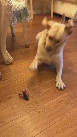 The crayfish makes dogs crazy 🤣🤣