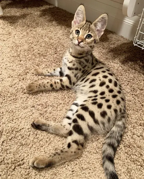 F1 Savannah Kitten breeder