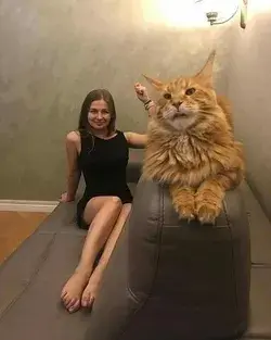 Mainecoon