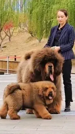 "Tibetan Mastiffs and the Nomadic Lifestyle: How They Adapted to a Harsh Environment"