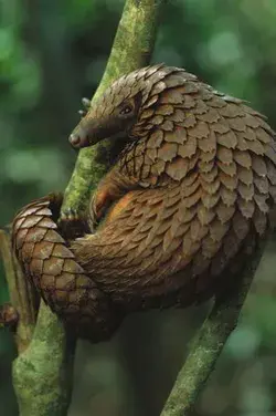 savepangolins.org