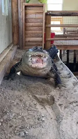 Crocodile eating a chiken
