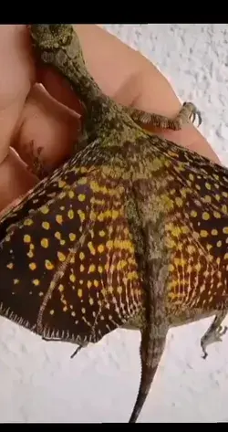 Real-life flying lizards