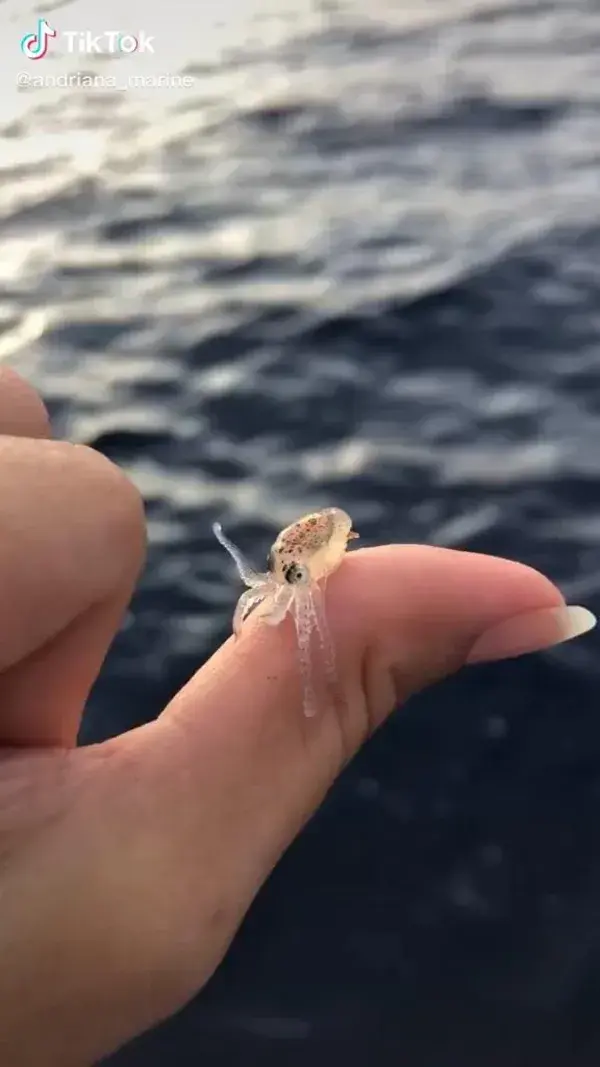 Baby Octopus Waves to the Camera | Octopus Facts